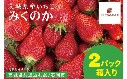 【数量限定】【離島配送不可】みくのか 2パック/箱【茨城県共通返礼品/石岡市】【いちご イチゴ 苺 果物 くだもの フルーツ 茨城県】（LX-7）
