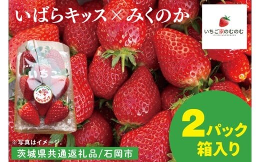 【数量限定】【離島配送不可】いばらキッス×みくのか 2パック/箱【茨城県共通返礼品/石岡市】【いちご イチゴ 苺 果物 くだもの フルーツ 茨城県】（LX-9）
