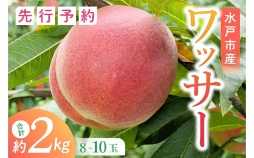 【2026年8月上旬より順次発送】【数量限定】希少品種！ワッサー 約２キロ（8-10個）【フルーツ 果物 桃 ネクタリン くだもの デザート おやつ 水戸市 茨城県】（MA-3）