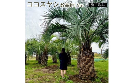 ココスヤシ 幹高約1.5m【施工込み】【ヤシの木 ヤシ リゾート ガーデン 自宅 別荘 南国 庭木 観葉植物 水戸市 茨城県 リゾートガーデン】（AU-1）