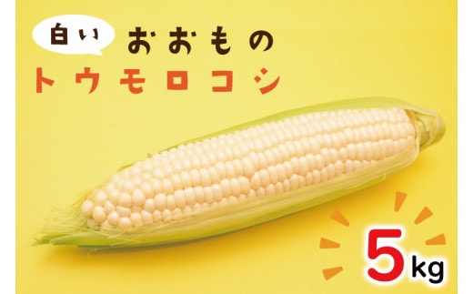 【6月下旬より発送】数量限定 白いおおもの(トウモロコシ)5kg とうもろこし トウモロコシ コーン 生 産地直送 野菜 やさい 夏野菜 甘い 糖度 真っ白 純白 期間限定 水戸市 茨城県（AY-6）