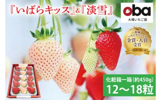 【数量限定】茨城県オリジナル品種『いばらキッス』と希少なプレミアム白イチゴ『淡雪』紅白化粧箱一箱（12粒～18粒）【いちご 苺 フルーツ 果物 くだもの 水戸市 茨城県】（DO-2）