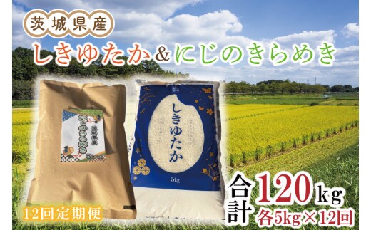 【新米先行予約】【12ヶ月定期便】茨城県産しきゆたか＆にじのきらめき計120kg（10kg×12回）（令和6年度産）【お米 米 おにぎり ごはん 水戸市 茨城県】（EN-1028）