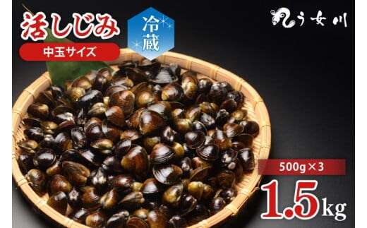 活しじみ 中玉 1.5kg（500ｇ×3）涸沼川 う女川【シジミ オルニチン ミネラル ビタミンB12 出汁 肝臓 味噌汁 スープ 茨城県 水戸市】（IX-109）