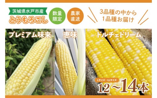 【6月下旬より発送 】数量限定 とうもろこし 12～14本 恵味 ドルチェドリーム プレミアム味来 とうもろこし トウモロコシ スイートコーン 農家直送 茨城県 水戸市（GR-4）