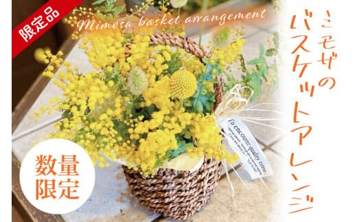 【3月以降発送・数量限定】ミモザのバスケットアレンジ（限定品）【インテリア おしゃれ 壁飾り プレゼント お花 ギフト ナチュラル アレンジ フラワーアレンジ 水戸市 水戸 茨城県 10000円以内 1万円以内】（KW-4）
