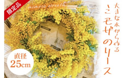 【3月以降発送・数量限定】大きな木から作るミモザのリース（限定品）【インテリア おしゃれ 壁飾り プレゼント お花 ギフト ナチュラル アレンジ フラワーアレンジ 水戸市 水戸 茨城県 10000円以内 1万円以内】（KW-5）