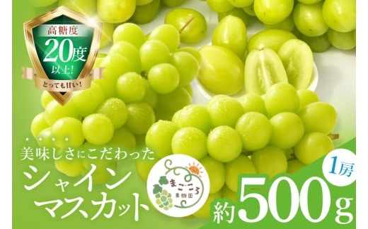 【2026年9月中旬より順次発送】令和7年度 茨城県生産力向上共励会 特別賞受賞！糖度約20～22度！美味しさにこだわったシャインマスカット（約500g）1房 化学肥料不使用 農家直送【葡萄 ぶどう マスカット フルーツ 果物 くだもの 水戸市 水戸 茨城県】（GG-20）