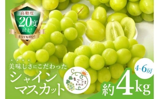 【2026年9月中旬より順次発送】令和7年度 茨城県生産力向上共励会 特別賞受賞！糖度約20～22度！美味しさにこだわったシャインマスカット（約4000g）4～6房 化学肥料不使用 農家直送【葡萄 ぶどう マスカット フルーツ 果物 くだもの 水戸市 水戸 茨城県】（GG-27）