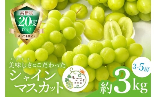 【2026年9月中旬より順次発送】令和7年度 茨城県生産力向上共励会 特別賞受賞！糖度約20～22度！美味しさにこだわったシャインマスカット（約3000g）3～5房 化学肥料不使用 農家直送【葡萄 ぶどう マスカット フルーツ 果物 くだもの 水戸市 水戸 茨城県】（GG-26）