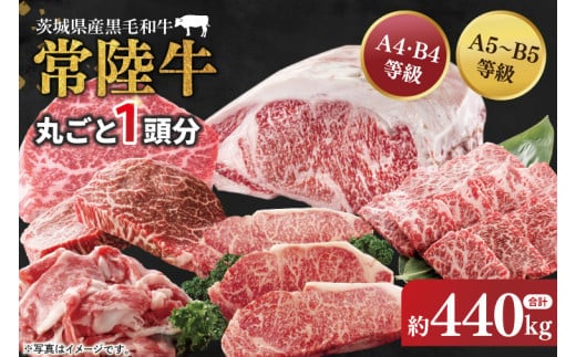 【茨城県共通返礼品】常陸牛 丸ごと１頭分 約440kg【肉 お肉 牛肉 贈答 別送対応 最高級 希少部位 A5ランク 黒毛和牛 カット済み 高品質】（BG-30）