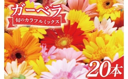 旬の水戸市常澄のガーベラ カラフルミックス20本【ガーベラ 産直 サプライズ フラワーアレンジ 花 お花 贈り物 誕生日 母の日 彼女にプレゼント 水戸市 茨城県】（DR-130）
