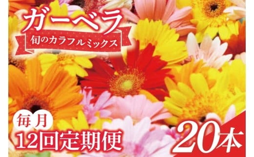 【12ヶ月定期便】旬の水戸市常澄のガーベラ カラフルミックス20本【ガーベラ 産直 サプライズ フラワーアレンジ 花 お花 贈り物 誕生日 母の日 彼女にプレゼント 水戸市 茨城県】（DR-131）