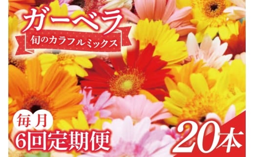 【6ヶ月定期便】旬の水戸市常澄のガーベラ カラフルミックス20本【ガーベラ 産直 サプライズ フラワーアレンジ 花 お花 贈り物 誕生日 母の日 彼女にプレゼント 水戸市 茨城県】（DR-132）