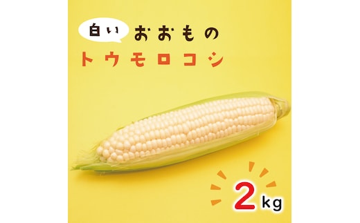 【6月下旬より発送】数量限定 白いおおもの(トウモロコシ)2kg （AY-5）