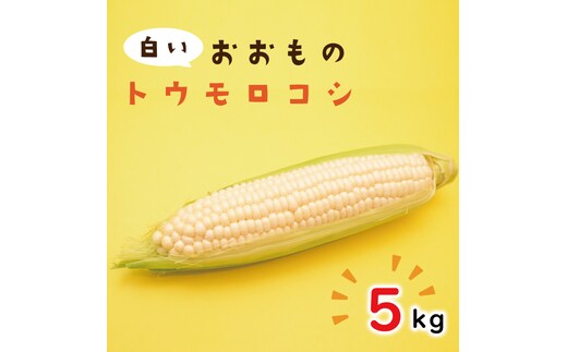 【6月下旬より発送】数量限定 白いおおもの(トウモロコシ)5kg （AY-6）