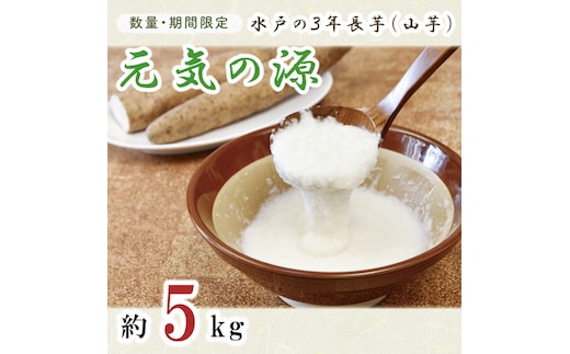 【数量限定】水戸の３年長芋（元気の源）【ながいも 山芋 やまいも 野菜 やさい ムカゴ とろろ 茨城県 水戸市】（HD-1）