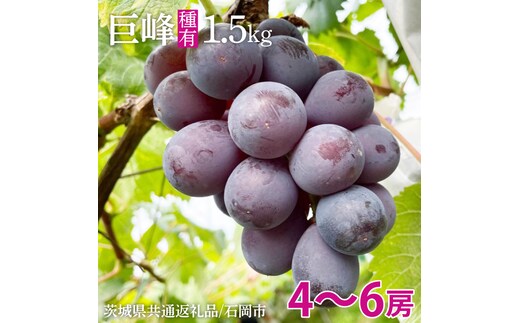 【2026年8月中旬より順次発送】巨峰 約1.5kg（ 種あり ）【茨城県共通返礼品/石岡市】（IU-7）