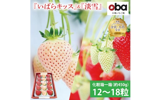 【12月中旬より順次発送】【数量限定】茨城県オリジナル品種『いばらキッス』と希少なプレミアム白イチゴ『淡雪』紅白化粧箱一箱（12粒～18粒）【いちご 苺 フルーツ 果物 くだもの 水戸市 茨城県】（DO-2）