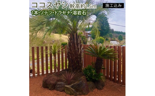 【伝票なし】ココスヤシ 幹高約1.5m１本・ソテツ・ドラセナ・溶岩石【施工込み】【ヤシの木 ヤシ リゾート ガーデン 自宅 別荘 南国 庭木 観葉植物 水戸市 茨城県 リゾートガーデン】（AU-2）