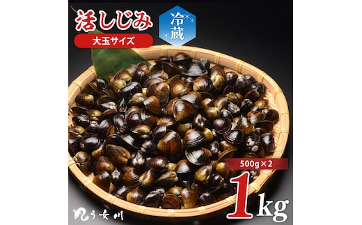 活しじみ 特選 大玉 1kg（500ｇ×2） 涸沼川 う女川【シジミ オルニチン ミネラル ビタミンB12 出汁 肝臓 味噌汁 スープ 茨城県 水戸市】（IX-105）