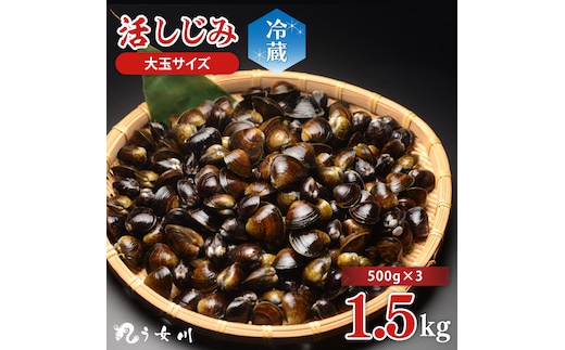 活しじみ 特選 大玉 1.5kg（500ｇ×3） 涸沼川 う女川【シジミ オルニチン ミネラル ビタミンB12 出汁 肝臓 味噌汁 スープ 茨城県 水戸市】（IX-106）