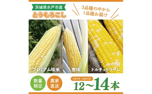 【6月下旬より発送 】数量限定 とうもろこし 12～14本 恵味 ドルチェドリーム プレミアム味来 （GR-4）