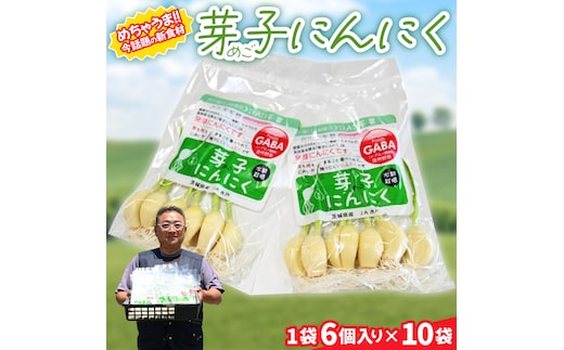 【11月より順次発送】話題の新食材！芽子にんにく 1箱（1袋6個入り×10） 芽も根もまるごと食べられる！【ニンニク ガーリック GABA ギャバ レーアミノ酪酸 臭わない スタミナ 話題 免疫 健康 元気 茨城県産 水戸市】（KJ-3）