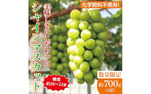 【2026年9月中旬より順次発送】令和7年度 茨城県生産力向上共励会 特別賞受賞！糖度約20～22度！美味しさにこだわったシャインマスカット（約700g）1房 化学肥料不使用 農家直送【葡萄 ぶどう マスカット フルーツ 果物 くだもの 水戸市 水戸 茨城県】（GG-21）