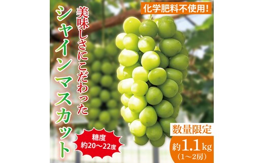 【2026年9月中旬より順次発送】令和7年度 茨城県生産力向上共励会 特別賞受賞！糖度約20～22度！美味しさにこだわったシャインマスカット（約1100g）1～2房 化学肥料不使用 農家直送【葡萄 ぶどう マスカット フルーツ 果物 くだもの 水戸市 水戸 茨城県】（GG-23）