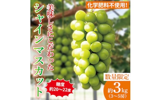 【2026年9月中旬より順次発送】令和7年度 茨城県生産力向上共励会 特別賞受賞！糖度約20～22度！美味しさにこだわったシャインマスカット（約3000g）3～5房 化学肥料不使用 農家直送【葡萄 ぶどう マスカット フルーツ 果物 くだもの 水戸市 水戸 茨城県】（GG-26）
