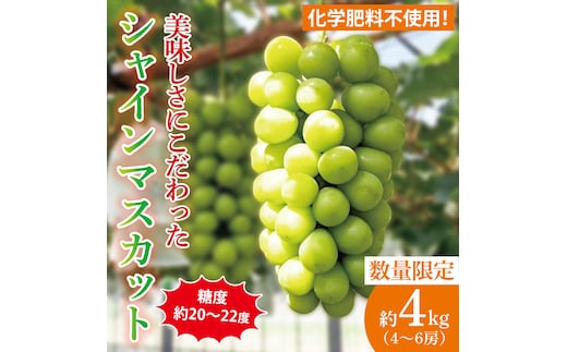 【2026年9月中旬より順次発送】令和7年度 茨城県生産力向上共励会 特別賞受賞！糖度約20～22度！美味しさにこだわったシャインマスカット（約4000g）4～6房 化学肥料不使用 農家直送【葡萄 ぶどう マスカット フルーツ 果物 くだもの 水戸市 水戸 茨城県】（GG-27）