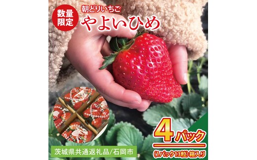 【2026年1月中旬以降発送】【数量限定】【朝採れ】いちご やよいひめ3L 4パック【茨城県共通返礼品／石岡市】【朝どり 果物 くだもの フルーツ 苺 イチゴ 完熟 甘い 農家直送】（KU-3）