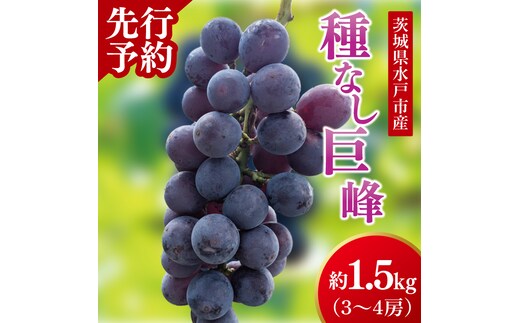 【9月上旬より順次発送】【数量限定】種なし巨峰 約1.5キロ（３～４房）【巨峰 ブドウ ぶどう フルーツ 果物 くだもの 濃厚 種なし 水戸市 茨城県】（MA-1）