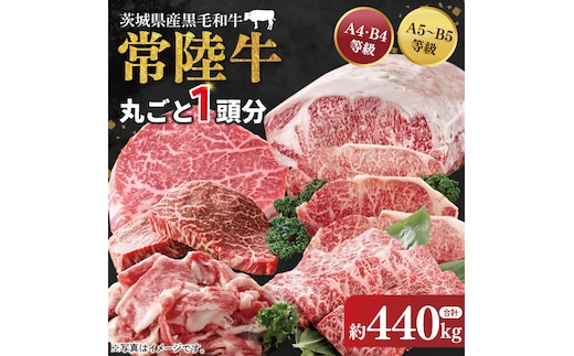 【茨城県共通返礼品】常陸牛 丸ごと１頭分 約440kg【肉 お肉 牛肉 贈答 別送対応 最高級 希少部位 A5ランク 黒毛和牛 カット済み 高品質】（BG-30）