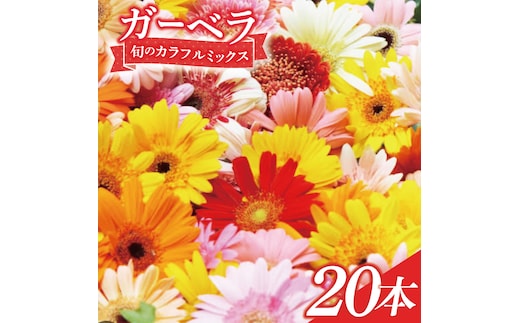 旬の水戸市常澄のガーベラ カラフルミックス20本【ガーベラ 産直 サプライズ フラワーアレンジ 花 お花 贈り物 誕生日 母の日 彼女にプレゼント 水戸市 茨城県】（DR-130）