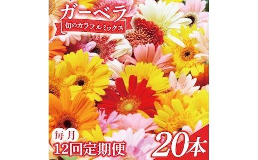 【12ヶ月定期便】旬の水戸市常澄のガーベラ カラフルミックス20本【ガーベラ 産直 サプライズ フラワーアレンジ 花 お花 贈り物 誕生日 母の日 彼女にプレゼント 水戸市 茨城県】（DR-131）