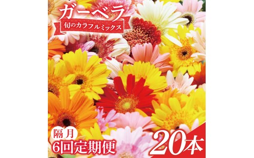 【6回隔月定期便】旬の水戸市常澄のガーベラ カラフルミックス20本【ガーベラ 産直 サプライズ フラワーアレンジ 花 お花 贈り物 誕生日 母の日 彼女にプレゼント 水戸市 茨城県】（DR-133）