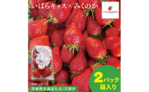 【数量限定】【離島配送不可】いばらキッス×みくのか 2パック/箱【茨城県共通返礼品/石岡市】【いちご イチゴ 苺 果物 くだもの フルーツ 茨城県】（LX-9）