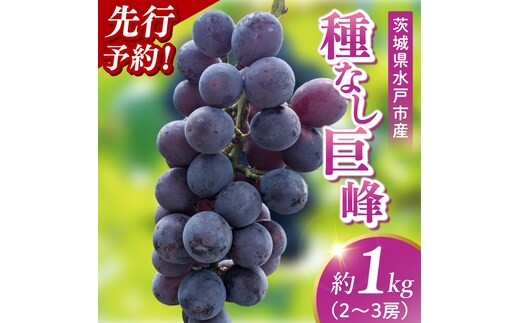 【9月上旬より順次発送】【数量限定】種なし巨峰 約1キロ（2～3房）【巨峰 ブドウ ぶどう フルーツ 果物 くだもの 濃厚 種なし 水戸市 茨城県】（MA-2）