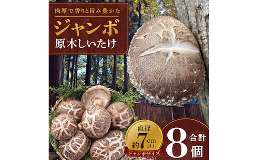 【10月下旬～3月下旬発送】茨城県水戸産 ジャンボ原木しいたけ 4個×2袋【生しいたけ 椎茸 シイタケ きのこ キノコ にく丸 希少 栄養豊富 水戸市 茨城県】（OD-1）