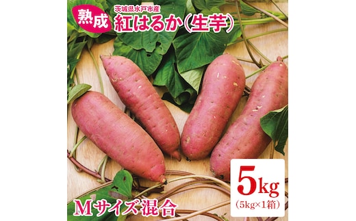 熟成 紅はるか生芋 Mサイズ 混合 5kg（IN-18)