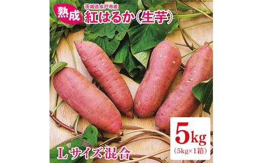 熟成 紅はるか生芋 Lサイズ 混合 5kg（IN-19)