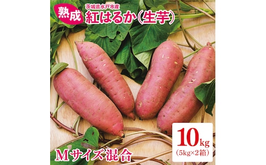 熟成 紅はるか生芋 Mサイズ 混合 10kg（IN-21)