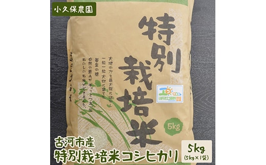 【令和7年産】古河市産 特別栽培米コシヒカリ5kg【小久保農園】 | こめ コメ 米 白米 精米 ご飯 単一米 国産 茨城県産 古河市 ギフト 贈答 贈り物 プレゼント お祝 ご褒美 記念日 景品 _AS05