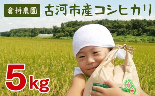 【令和7年産】古河市産 コシヒカリ5kg【倉持農園】 | 米 こめ コメ こしひかり コシヒカリ 5キロ 古河市産 茨城県産 贈答 贈り物 プレゼント 茨城県 古河市 直送 農家直送 産地直送 送料無料 _AN03 ※2025年11月上旬頃より順次発送予定