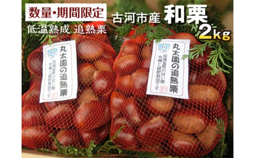 【数量・期間限定】低温熟成 追熟栗 2Kg 古河市産和栗 茨城産 | 栗 2キロ くり マロン 果物 木の実 きのみ おやつ スイーツ 国産 茨城県産 取り寄せ お取り寄せ 贈答 贈り物 プレゼント ギフト 期間限定 数量限定 茨城県 古河市 直送 農家直送 産地直送 ※2026年10月～発送 _BF15