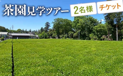 茶園見学ツアー2名様チケット 体験 | 茶園 老舗 さしま茶 猿島茶 和紅茶 いずみ 吉田茶園 茨城県 古河市 関東 送料無料 _BM06