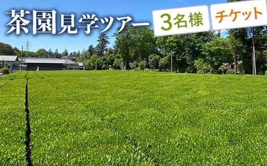 茶園見学ツアー3名様チケット 体験 | 茶園 老舗 さしま茶 猿島茶 和紅茶 いずみ 吉田茶園 茨城県 古河市 関東 送料無料 _BM07