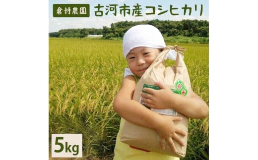 【令和7年産】【新米】古河市産 コシヒカリ5kg【倉持農園】 | 米 こめ コメ こしひかり コシヒカリ 5キロ 古河市産 茨城県産 贈答 贈り物 プレゼント 茨城県 古河市 直送 農家直送 産地直送 送料無料 _AN03 ※2025年11月上旬頃より順次発送予定